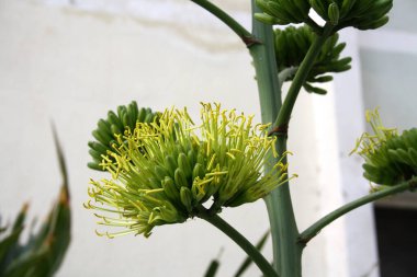 Desert agave (Agave deserti) flower spike with inflorescence of yellow flowers. clipart