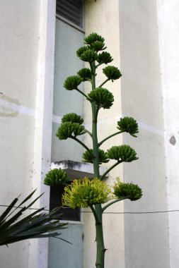 Desert agave (Agave deserti) flower spike with inflorescence of yellow flowers. clipart