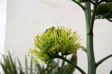 Desert agave (Agave deserti) flower spike with inflorescence of yellow flowers. clipart