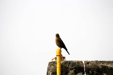 Kahverengi kaya sohbeti veya Hint sohbeti (Oenanthe fusca) bir gözcü direğine tünemiş. 