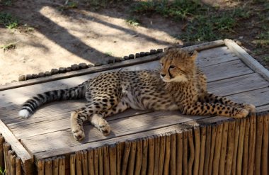 Cheetah (Acinonyx jubatus) cub resting in a zoo in South Africa. clipart