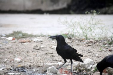 Indian jungle crow (Corvus culminatus) searching food on the ground. clipart