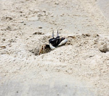 Horned ghost crab (Ocypode ceratophthalmus) near its burrow. clipart