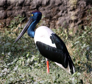 Siyah boyunlu dişi leylek (Ephippiorhynchus asiaticus) ayakta duruyor. Sarı zambakları var..