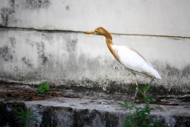 Çiftleşme tüylerinde (portakal-cilt rengi) yiyecek arayan Sığır Akbalıkçıl (Bubulcus ibis).