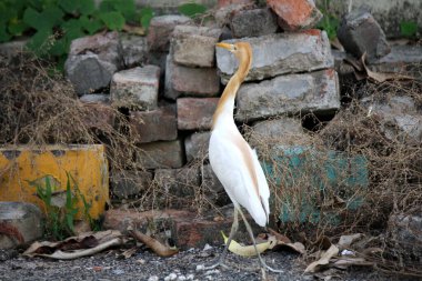 Çiftleşme tüylerinde (portakal-cilt rengi) yiyecek arayan Sığır Akbalıkçıl (Bubulcus ibis).