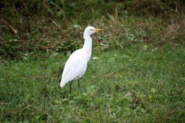 Üremeyen Egret (Bubulcus ibis) yetişkinleri çoğunlukla beyaz tüylere ve sarı gagaya sahiptir..