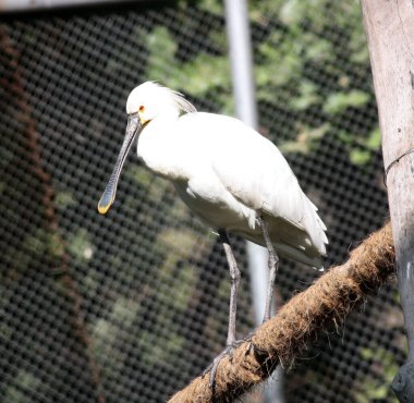 Eurasian spoonbill (Platalea leucorodia) with white plumage in a zoo. clipart