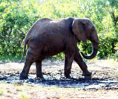 African Elephants (genus Loxodonta) in their jungle habitat. clipart