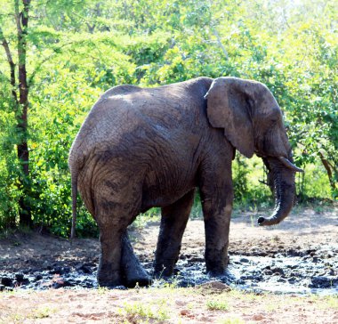 African Elephants (genus Loxodonta) in their jungle habitat. clipart