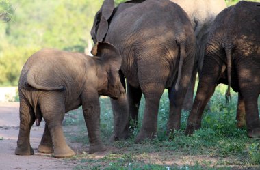 African Elephant calf (genus Loxodonta) with a herd of adults. clipart