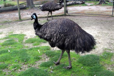 Emus (Dromaius novaehollandiae) bir hayvanat bahçesinde yiyecek arar ve güneşin tadını çıkarır..  