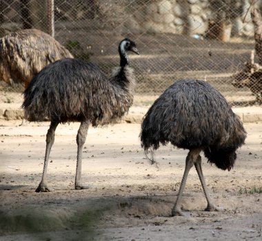 Emus (Dromaius novaehollandiae) bir hayvanat bahçesinde yiyecek arar ve güneşin tadını çıkarır..  