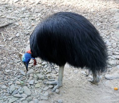 Güneyli cassowary (Casuarius casuarius) hayvanat bahçesinde yiyecek arıyor.
