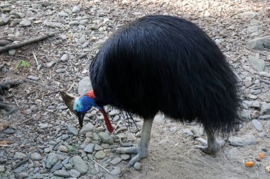 Güneyli cassowary (Casuarius casuarius) hayvanat bahçesinde yiyecek arıyor.