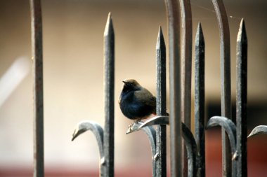 Male Indian robin (Copsychus fulicatus) on boundary wall/railing. clipart