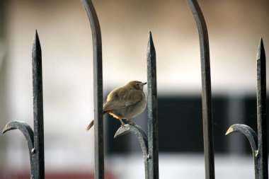 Female Indian robin (Copsychus fulicatus) sitting on iron railing. clipart