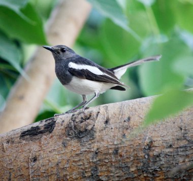 Dişi Doğulu Saksağan Robin (Copsychus saularis) yiyecek arıyor.