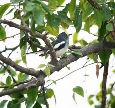 Female Oriental Magpie Robin (Copsychus saularis) looking for food. clipart