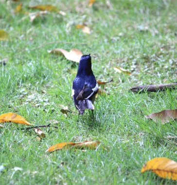 Erkek Doğulu Saksağan Robin (Copsychus saularis) yiyecek arıyor.