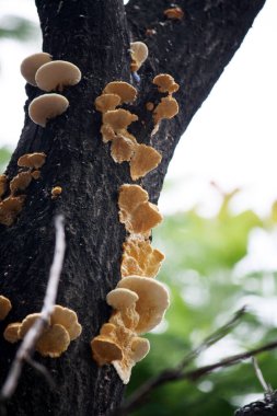 Yaşlı beyaz boya mantarı (Hyphodontia sambuci) bir mango ağacında.