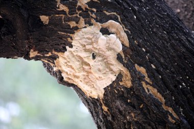 Elder whitewash fungus (Hyphodontia sambuci) on a mango tree. clipart