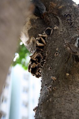 Jöle kulaklı ya da Judas 'ın kulak mantarı (Auricularia auricula-judae) ağaç gövdesinde yetişir..