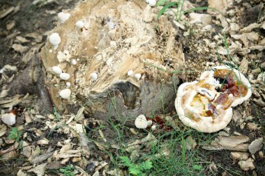Lingzhi veya Reishi mantarları (Ganoderma lucidum) ölü bir ağaç kütüğünde yetişiyor.