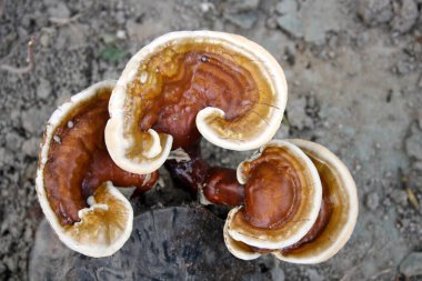 Lingzhi veya Reishi mantarları (Ganoderma lucidum) ölü bir ağaç kütüğünde yetişiyor.