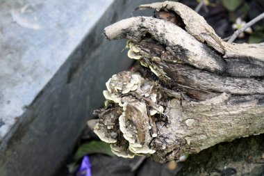 Türkiye kuyruk mantarı (Trametes versicolor) (Parlak veya raf mantarı) ölü ahşap üzerinde yetişiyor.
