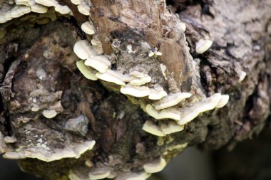 Turkey tail fungus (Trametes versicolor) (Bracket or shelf fungi) growing on dead wood. clipart