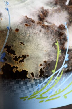 White filamentous fungus (mold or mould) growing on organic matter in a glass jar. clipart