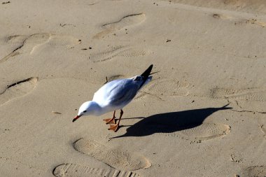 Juvenile Silver martıları (Chroicocephalus novaehollandiae) plajda yiyecek arıyorlar..
