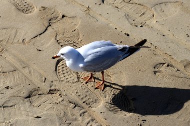 Juvenile Silver martıları (Chroicocephalus novaehollandiae) plajda yiyecek arıyorlar..