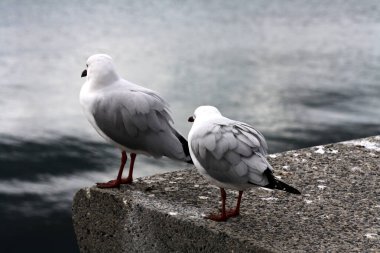 Deniz kenarındaki bir levhada oturan yetişkin Gümüş Martılar (Chroicocephalus novaehollandiae).