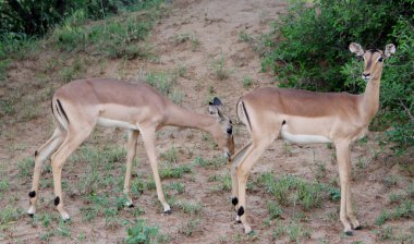 Ormanda bir grup dişi siyah yüzlü impalas (Aepyceros melampus petersi)..