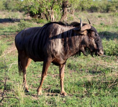 Mavi antilop (Connochaetes taurinus) ormanda otluyor..