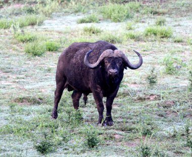 Cape Buffalo (Syncerus caffer caffer) çayır habitatında.