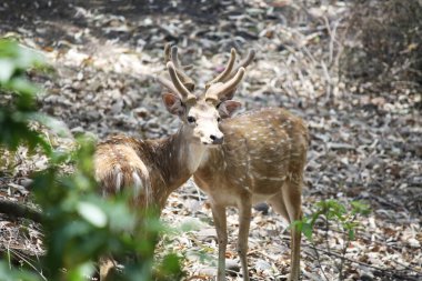 Ormanda cenin ya da benekli geyik (Axis axis) arayışı.