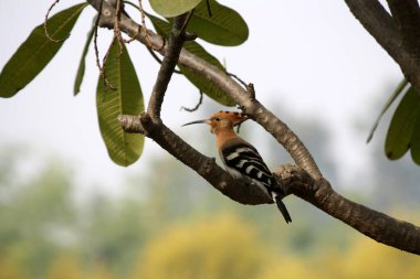 Avrasya Hupoesi (Upupa epops) bir Plumeria ağacına tünemiştir..