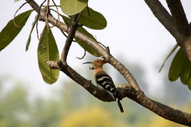 Avrasya Hupoesi (Upupa epops) bir Plumeria ağacına tünemiştir..