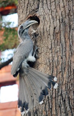 Erkek Hintli Gri Boynuz (Ocyceros birostris) bir ağaç deliğinde oturuyor.