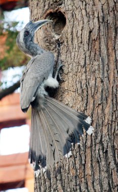 Erkek Hintli Gri Boynuz (Ocyceros birostris) bir ağaç deliğinde oturuyor.