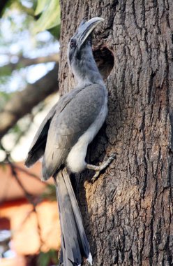 Erkek Hintli Gri Boynuz (Ocyceros birostris) bir ağaç deliğinde oturuyor.