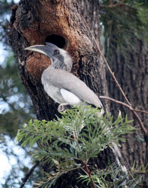 Erkek Hintli Gri Boynuz (Ocyceros birostris) bir ağaç deliğinde oturuyor.