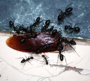 Ölü bir hamamböceği taşıyan Asyalı mermi karıncaları (Diacamma indicum).
