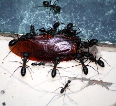 Ölü bir hamamböceği taşıyan Asyalı mermi karıncaları (Diacamma indicum).