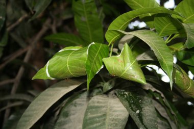 Asyalı dokumacı karınca (Oecophylla smaragdina) bir ağaca yuva yapar.