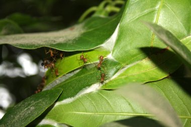 Asyalı dokumacı karınca (Oecophylla smaragdina) bir ağaca yuva yapar.