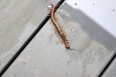 Yerde kahverengi kırkayak veya taş kırkayak (Lithobius forficatus) bulunur..